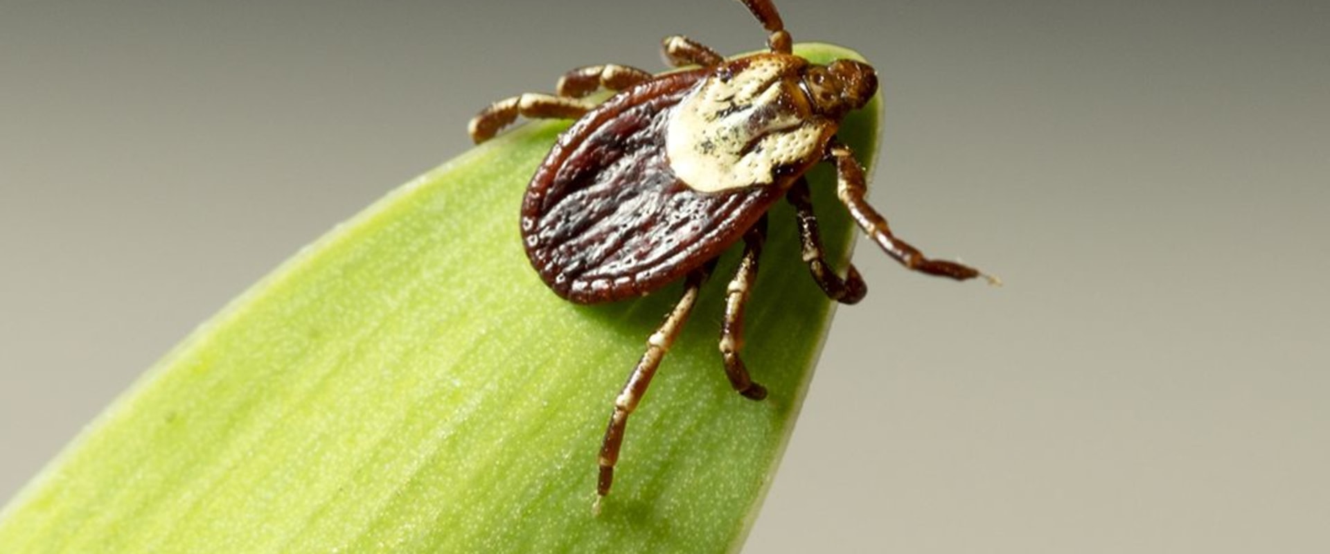 The Importance Of Tick Control: How Derry Landscape Contractors Can Help