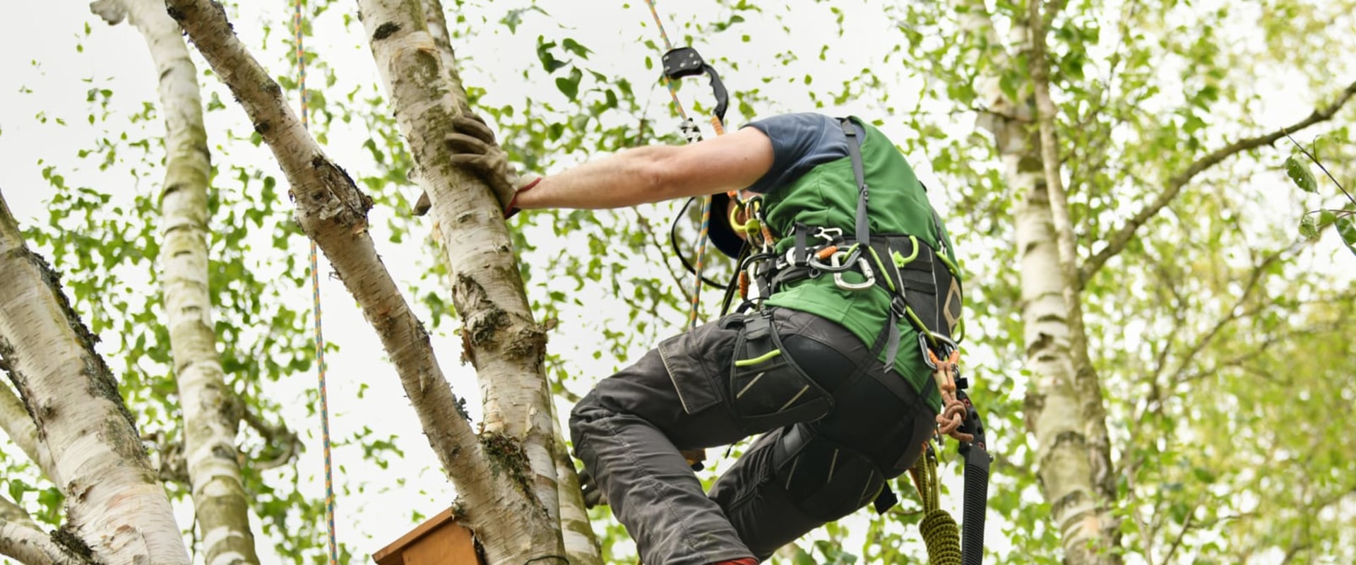 How Tree Pruning Services Support Landscape Contractors Work For Perfect Outdoor Spaces In Portland