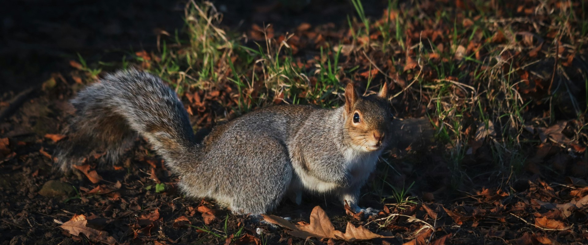 How Wildlife Removal Services Enhance Landscape Contractors Work In Nashville, TN