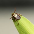 The Importance Of Tick Control: How Derry Landscape Contractors Can Help