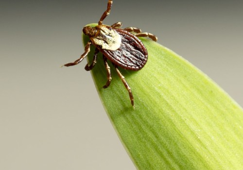 The Importance Of Tick Control: How Derry Landscape Contractors Can Help