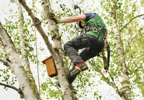 How Tree Pruning Services Support Landscape Contractors Work For Perfect Outdoor Spaces In Portland