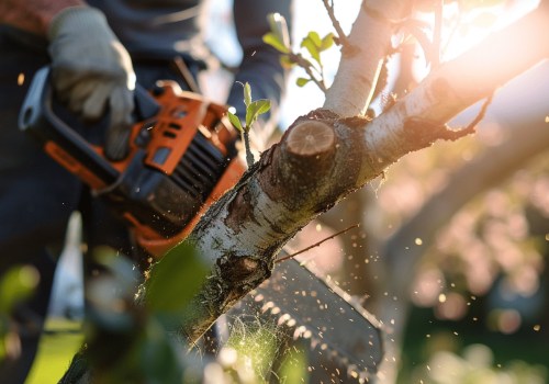 Why Should Landscape Contractors In Orlando, FL, Invest In Professional Tree Pruning Services